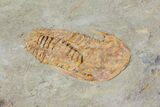 Cambrian (Kingaspidoides?) Trilobite - (Special Price) #73005-3